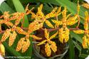 Renanthera monachica